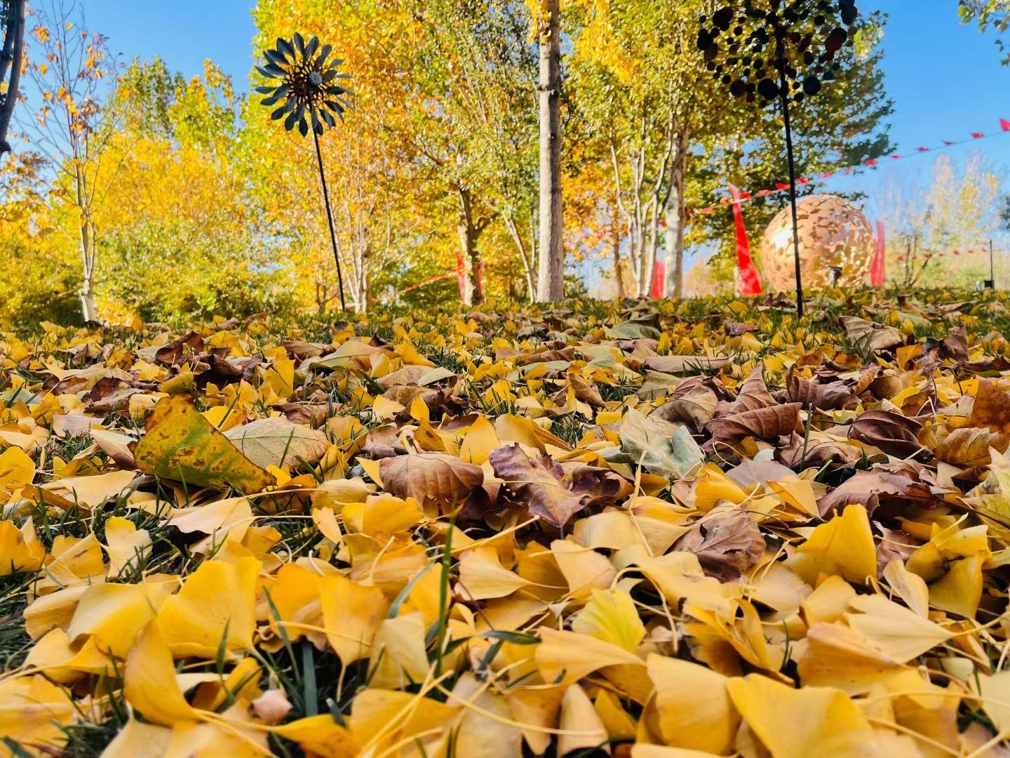 水榭花城秋天景色实拍