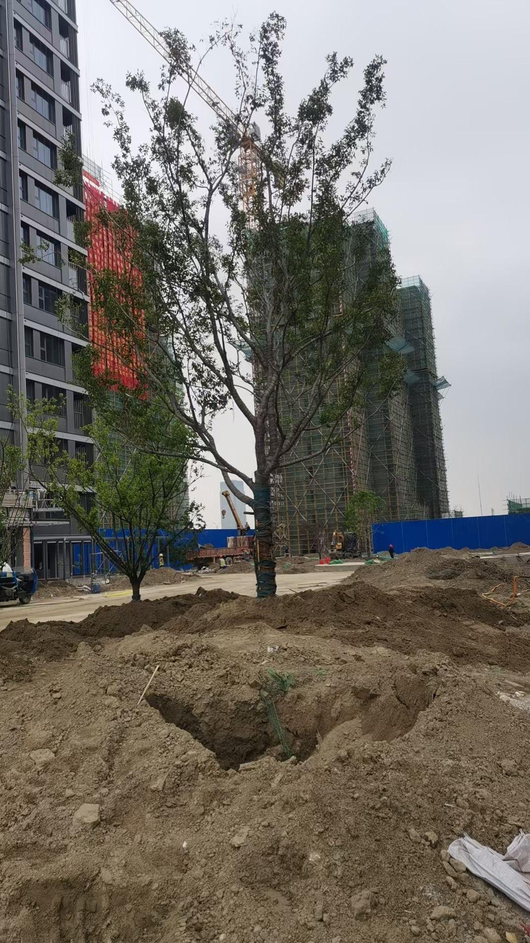 扬州新能源江山映楼盘今日封顶，现场仪式满满，欢迎大家来参观